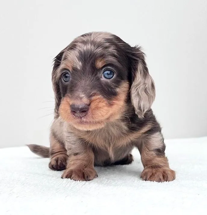 Cachorros de TECKEL en venta en Colombia
