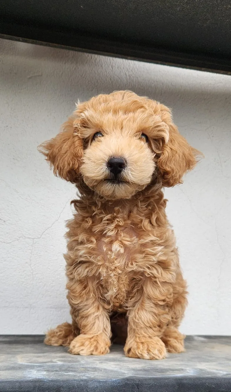 Cachorros de CANICHE en venta en Colombia