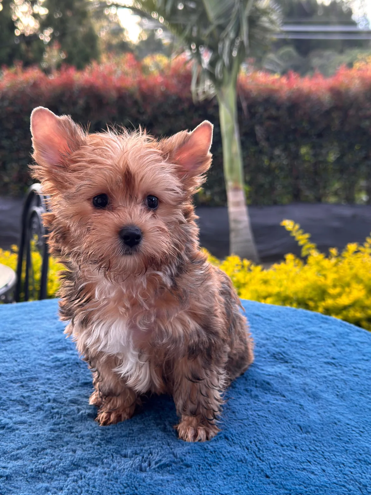 Cachorros Yorkshire (Yorkie) en Colombia | Peludos de Raza