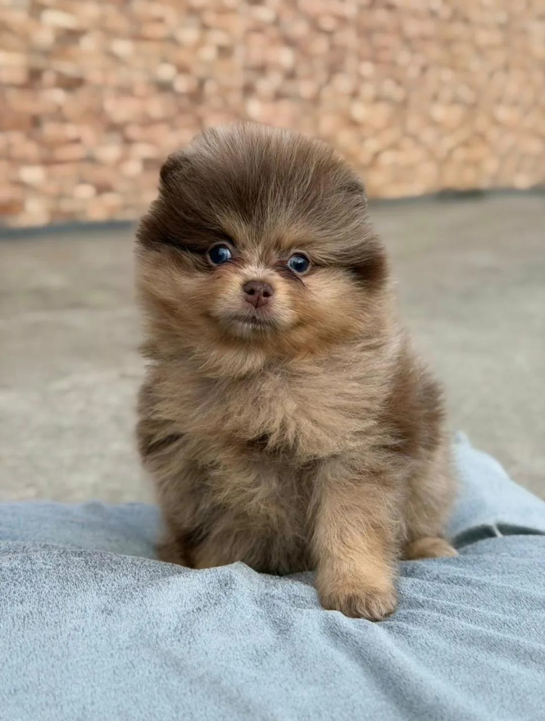 Cachorros de POMERANIA en venta en Colombia