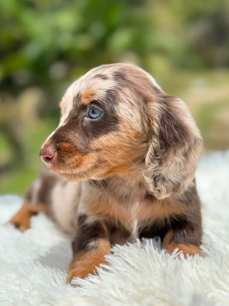 Cachorros de TECKEL en venta en Colombia